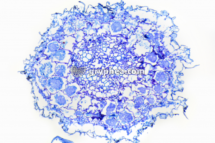 Racine d'Orchidée mycorhizée - Mycorhizes sur racine d'Orchidée CT x40 - gryphea.com